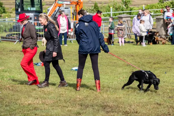MEENACİL, İKİNCİ DONEGAL, İRELAND - 4 AĞUSTOS 2025: Köpek bölümünün katılımcıları Meencross Tarım Fuarı 'nın tadını çıkarıyorlar.