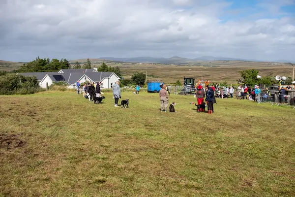 MEENACİL, İKİNCİ DONEGAL, İRELAND - 4 AĞUSTOS 2025: Köpek bölümünün katılımcıları Meencross Tarım Fuarı 'nın tadını çıkarıyorlar.