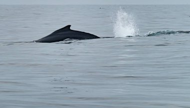 Kambur Balina, Megaptera novaeangliae, kuyruğuyla İrlanda Donegal Körfezi 'nde su sıçratıyor..