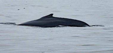 Kambur Balina, Megaptera novaeangliae, İrlanda Donegal Körfezi 'nde sırt yüzgecini gösteriyor..