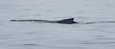 Kambur Balina, Megaptera novaeangliae, İrlanda Donegal Körfezi 'nde sırt yüzgecini gösteriyor..