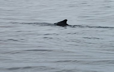 Kambur Balina, Megaptera novaeangliae, İrlanda Donegal Körfezi 'nde sırt yüzgecini gösteriyor..