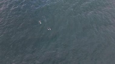 Donegal Körfezi, İrlanda 'da seyahat eden yunusların hava görüntüsü.