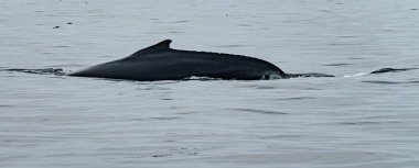 Kambur Balina, Megaptera novaeangliae, İrlanda Donegal Körfezi 'nde sırt yüzgecini gösteriyor..