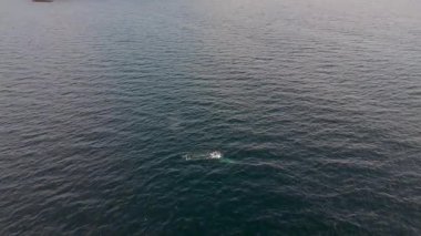 Yüzgeç balinası, Balaenoptera physalus 'un havadan görüntüsü, İrlanda Donegal Körfezi' nde avlanıyor..