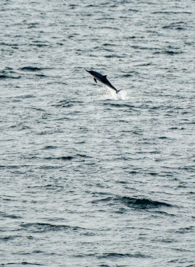 Sıradan yunuslar suyu aşıyor.