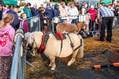 GLENTIES, COUNTY DONEGAL, IRELAND - 13 Eylül 2025: Hasat Fuarı 'nda her türlü hayvan gösteriliyor.