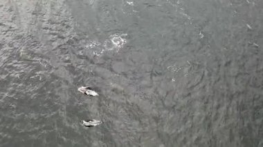 Common dolphins enjoying the Atlantic waters in County Donegal, Ireland.