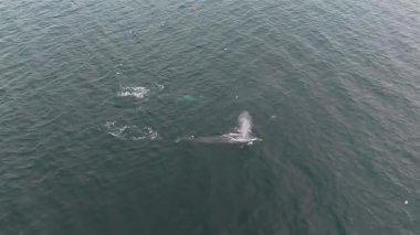 Balaenoptera physalus, Donegal Bay, İrlanda 'da avlanan iki yüzgeçli balina görüntüsü..