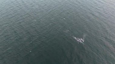 Balaenoptera physalus, Donegal Bay, İrlanda 'da avlanan iki yüzgeçli balina görüntüsü..
