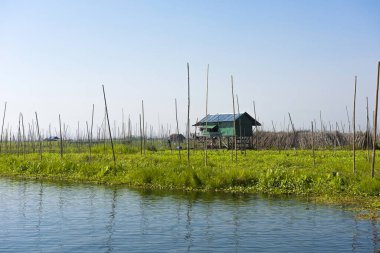 Yüzen salatalık ve Myanmar 'daki Inle Gölü' nde ahırı olan diğer sebze bahçeleri.