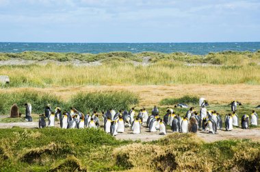 Şili 'nin Tierra el Fuego' nun batı kıyısındaki kral penguen kolonisi (Aptenodytes patagonicus)