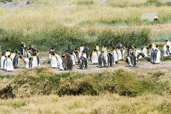 Colonia Pingüinos Reales Aptenodytes Patagonicus Costa Occidental Tierra Fuego Chile — Foto de Stock