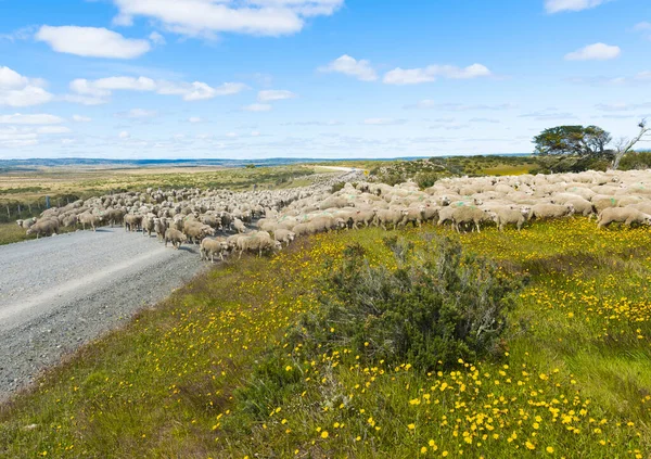 アルゼンチン ティエラ フエゴの農場への道にあるメリノ羊の群れ — ストック写真