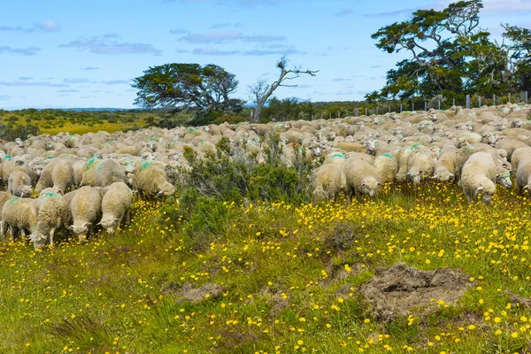 Herd of merino sheep on the farm in Tierra del Fuego, Argentina