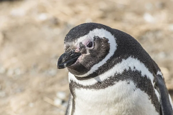 マゼラン ペンギン 飛べない の頭部の詳細見られる海岸のマグダレナ島 — ストック写真