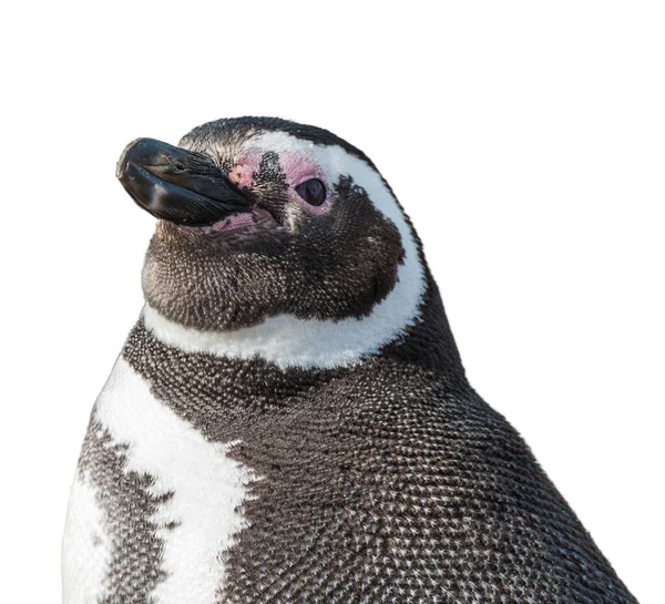 Detail Hlavy Magellanova Tučňáka Spheniscus Magellanicus Izolovaného Bílém Pozadí — Stock fotografie
