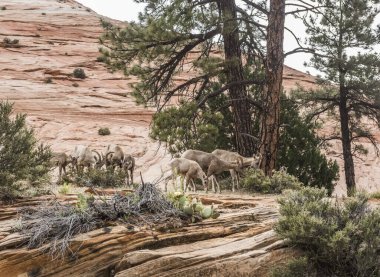 Bighorn koyunu (Ovis canadensis canadensis) Zion Ulusal Parkı, Utah, ABD 'de bir sürü.