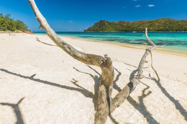 Beautiful beach Anse Boudin and dry dead tree, Praslin island, Seychelles. 