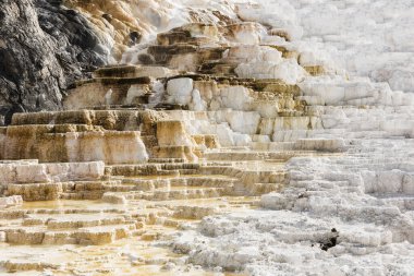 Mammoth Hot Springs, Yellowstone Ulusal Parkı 'nda canlı teraslar kaya oluşumları. ABD