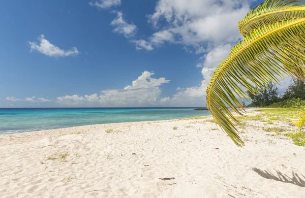 Пальмы Белом Пляже Бирюзовое Море Карибском Острове Барбадос — стоковое фото