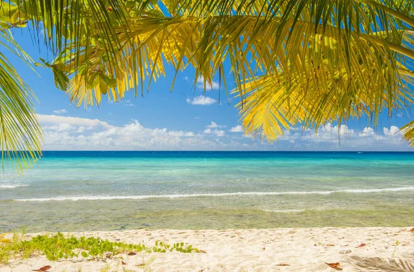 Beyaz Sahilde Palmiyeler Barbados Karayip Adasında Turkuaz Bir Deniz Telifsiz Stok Imajlar
