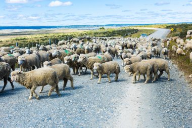 Tierra del Fuego, Arjantin 'deki çiftliğe giden yolda merino koyunu sürüsü