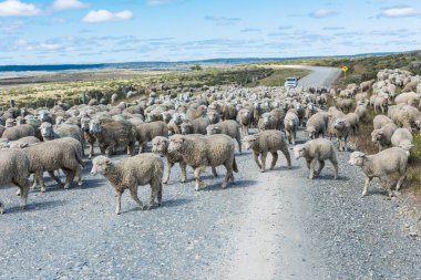 Tierra del Fuego, Arjantin 'deki çiftliğe giden yolda merino koyunu sürüsü