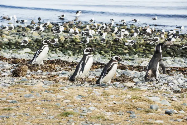 Négy Vadon Élő Magellán Pingvinek Egyede Megtalálható Magellanicus Séta Magdalena — Stock Fotó