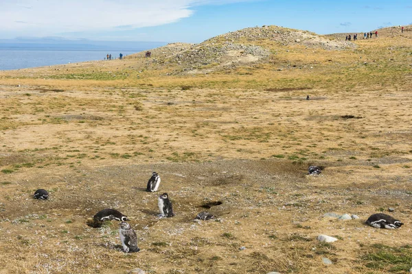 Kolonia Dzikich Pingwinów Magellana Spheniscus Magellanicus Wybrzeżu Wyspy Magdalena Chile — Zdjęcie stockowe