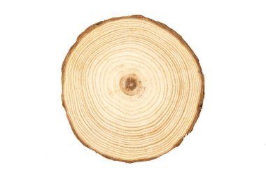 ağaç gövdesi büyüme halkalar beyaz arka plan üzerinde gösterilen kesiti