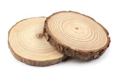 Beyaz arkaplanda büyüme halkalarını gösteren ağaç gövdelerinin kesitleri