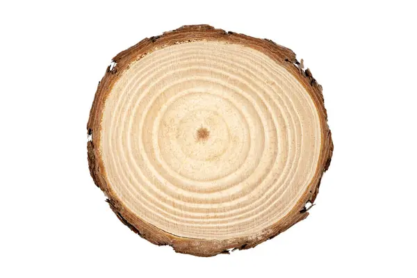 白い背景の上の成長リングを示す木の幹の断面図 ロイヤリティフリーのストック画像