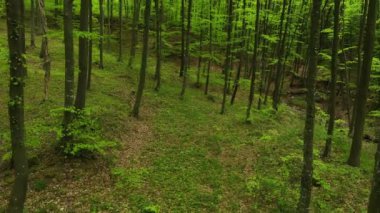 Destansı bir ormanın havadan görünüşü