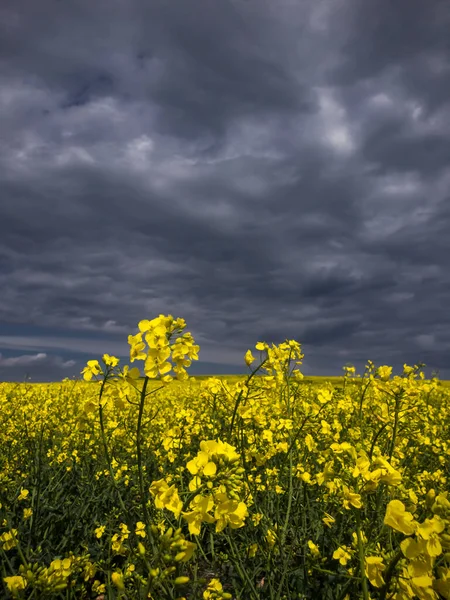 菜の花畑と曇天 — ストック写真