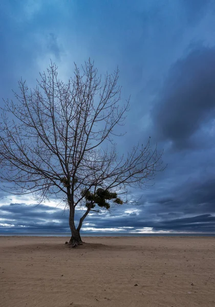 Дерево Пляже Зимой — стоковое фото