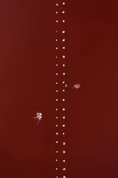 Вид Воздуха Красную Воду Соленого Пруда — стоковое фото