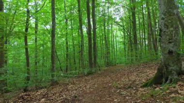 Sofya kenti yakınlarında yazın yaprak döken destansı ormanın manzarası