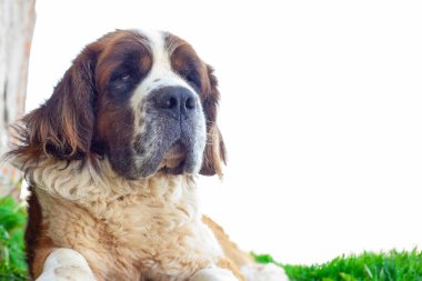 Beyaz arka planda Saint Bernard köpek cinsinin portresi