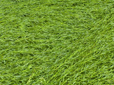 Rüzgar fırtınasından sonra mısır kültürü çöktü.