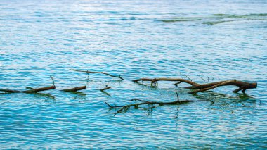 Doğal arkaplan, su ve ağaç kökleriyle kıyı