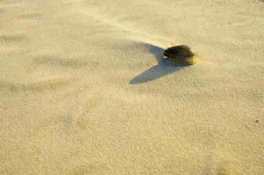 Natural background, mussel on the sand close-up.Winter beach view