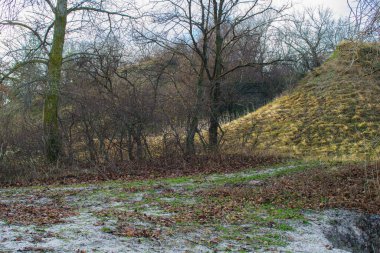Natural landscape of autumn forest, trees with fallen leaves and hill