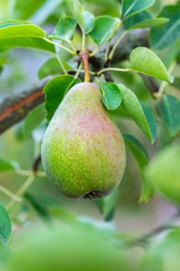 Yeşil yapraklı bir dalda armut meyvesi.