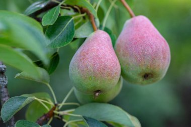 Yeşil yapraklı bir dalda armut meyvesi.