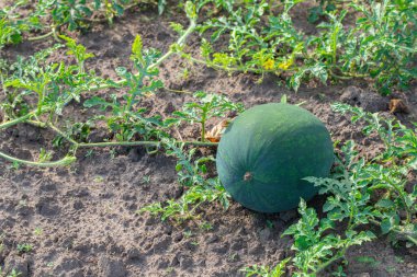 Dalda karpuz yetiştirirken yapraklar birbirine yakın.