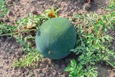 Dalda karpuz yetiştirirken yapraklar birbirine yakın.
