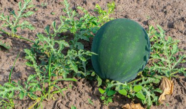 Dalda karpuz yetiştirirken yapraklar birbirine yakın.