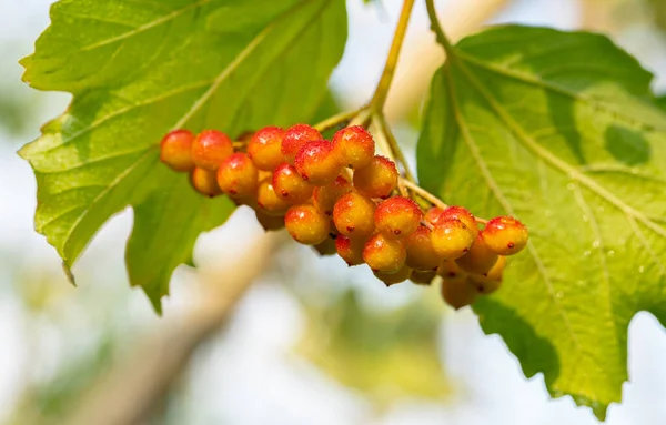 Fruits Viburnum Drops Branch Leaves Close — Stock Photo, Image