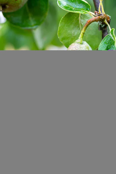 Αχλάδι Φρούτων Ένα Κλαδί Σταγόνες Πράσινα Φύλλα Close Εικόνα Αρχείου